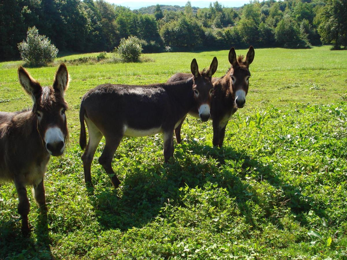 L'orée des bois Dommartin-Les-Cuiseaux Exterior foto